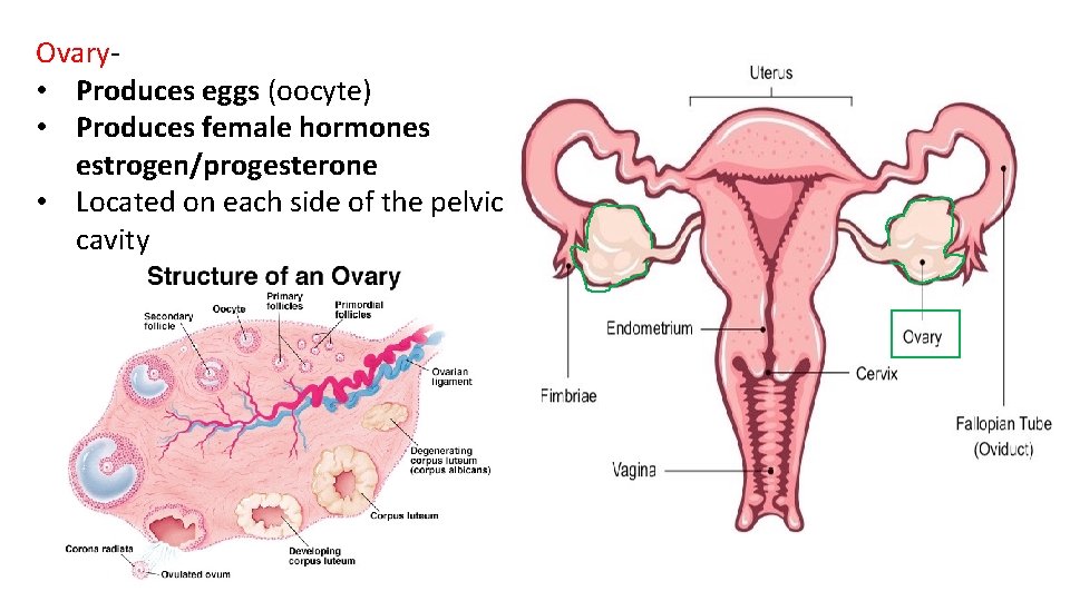 Ovary- • Produces eggs (oocyte) • Produces female hormones estrogen/progesterone • Located on each
