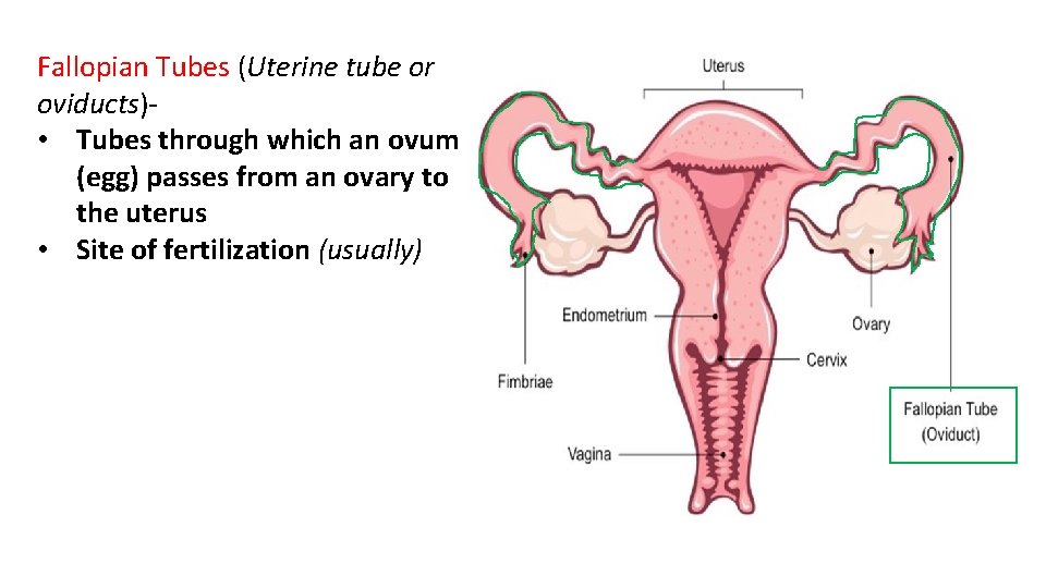 Fallopian Tubes (Uterine tube or oviducts) • Tubes through which an ovum (egg) passes