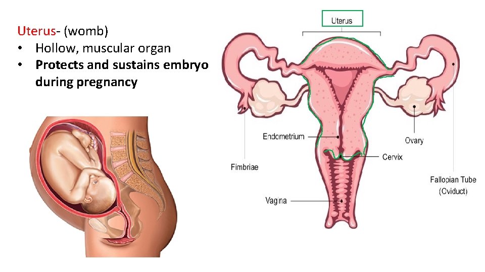 Uterus- (womb) • Hollow, muscular organ • Protects and sustains embryo during pregnancy 