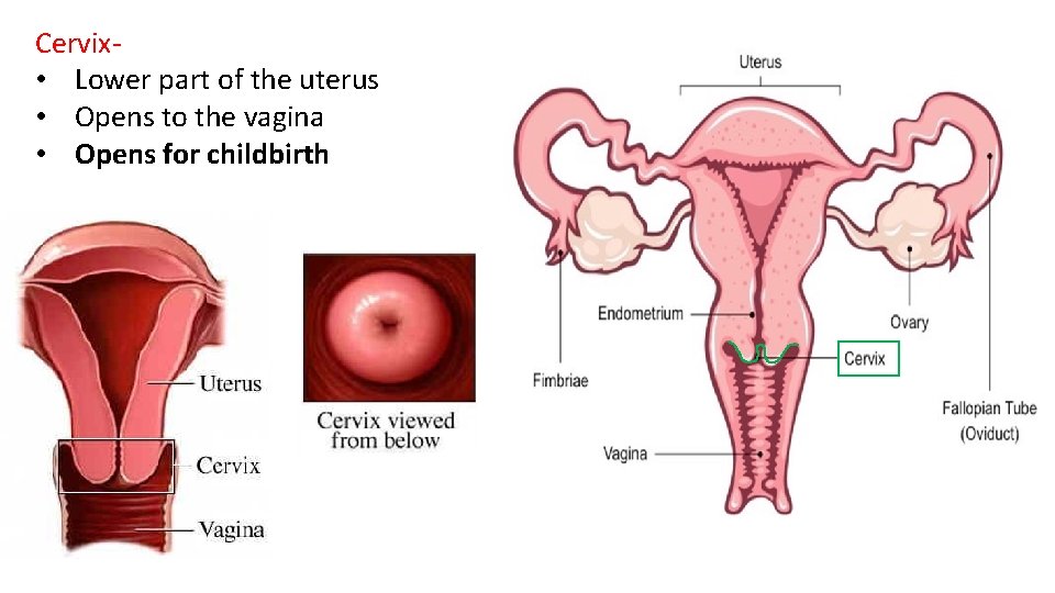 Cervix- • Lower part of the uterus • Opens to the vagina • Opens