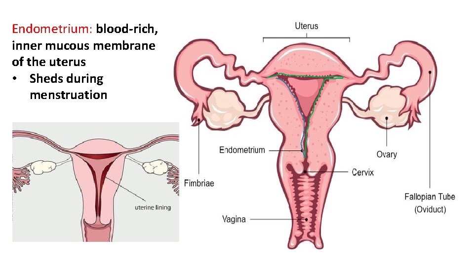 Endometrium: blood-rich, inner mucous membrane of the uterus • Sheds during menstruation 