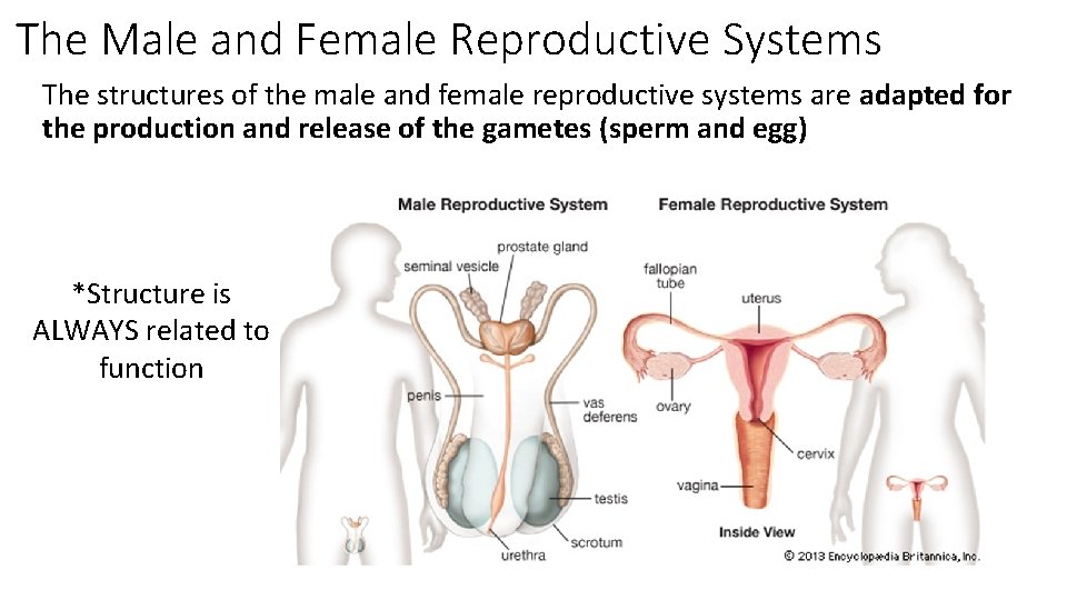 The Male and Female Reproductive Systems The structures of the male and female reproductive