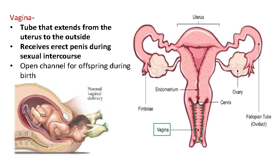 Vagina- • Tube that extends from the uterus to the outside • Receives erect