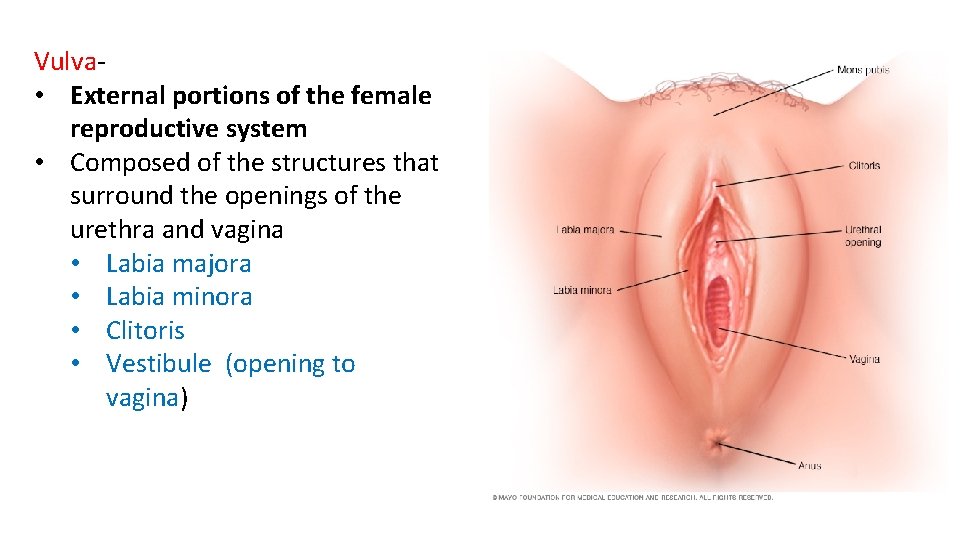 Vulva • External portions of the female reproductive system • Composed of the structures