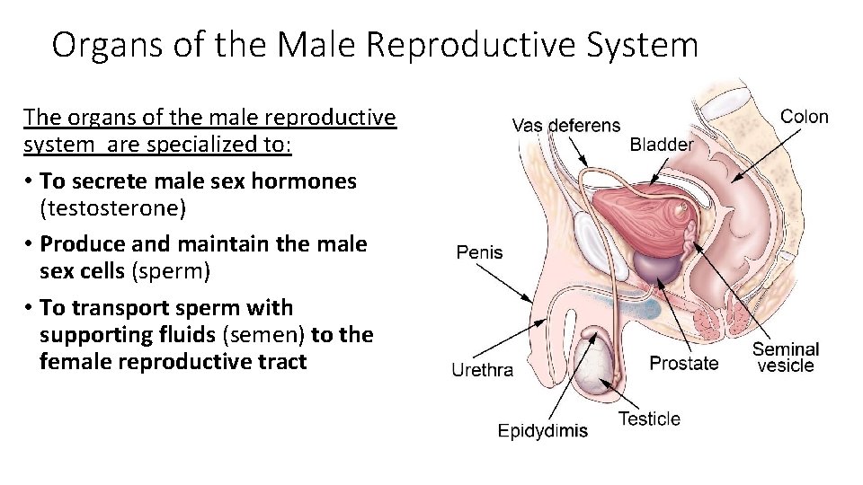 Organs of the Male Reproductive System The organs of the male reproductive system are