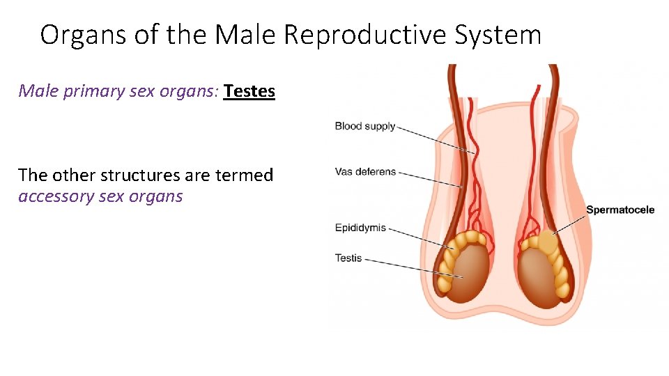 Organs of the Male Reproductive System Male primary sex organs: Testes The other structures