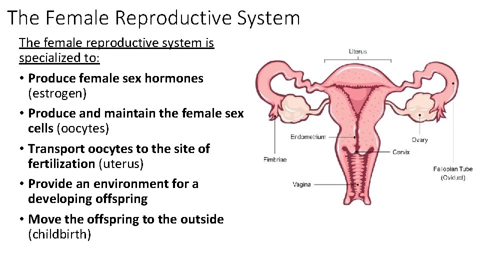 The Female Reproductive System The female reproductive system is specialized to: • Produce female