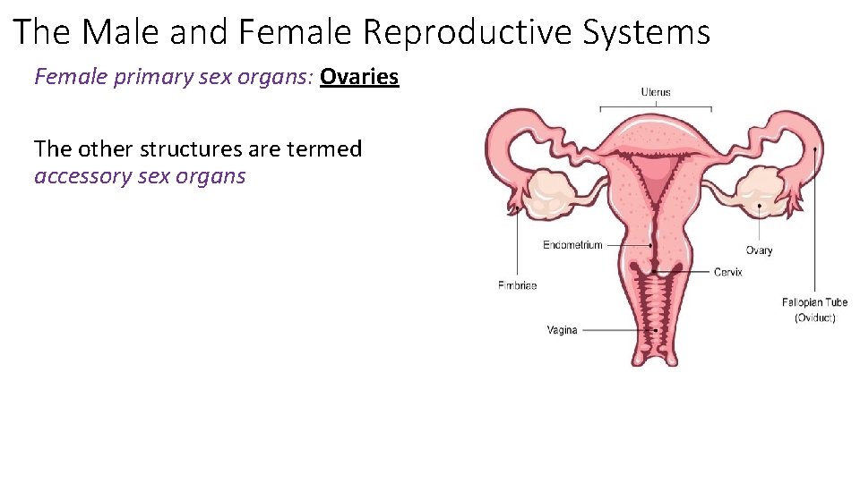 The Male and Female Reproductive Systems Female primary sex organs: Ovaries The other structures
