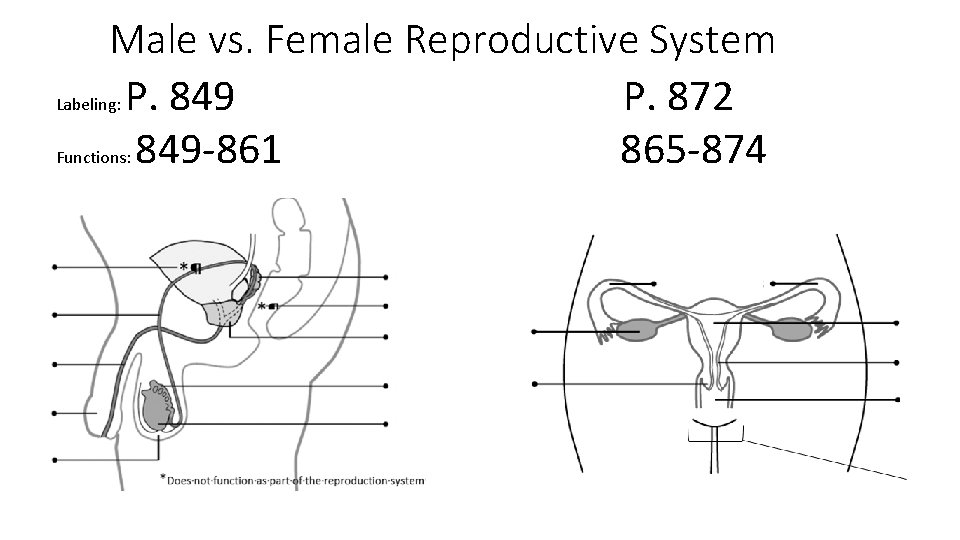 Male vs. Female Reproductive System Labeling: P. 849 P. 872 Functions: 849 -861 865