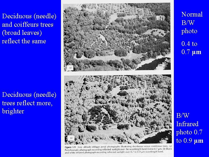 Deciduous (needle) and coiffeurs trees (broad leaves) reflect the same Deciduous (needle) trees reflect