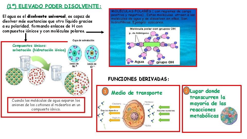 (1*) ELEVADO PODER DISOLVENTE: El agua es el disolvente universal, es capaz de disolver