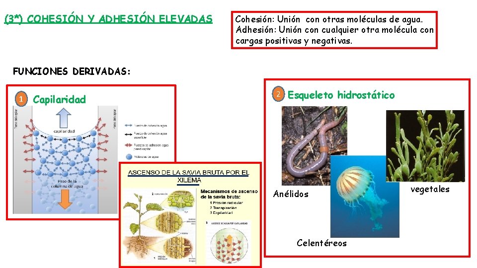 (3*) COHESIÓN Y ADHESIÓN ELEVADAS Cohesión: Unión con otras moléculas de agua. Adhesión: Unión (3*) COHESIÓN Y ADHESIÓN ELEVADAS Cohesión: Unión con otras moléculas de agua. Adhesión: Unión