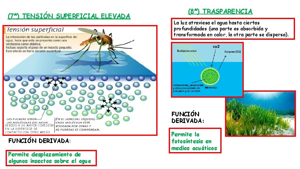 (7*) TENSIÓN SUPERFICIAL ELEVADA DEBIDO A SU MAYOR COHESIÓN EN LA SUPERFICIE DE CONTACTO