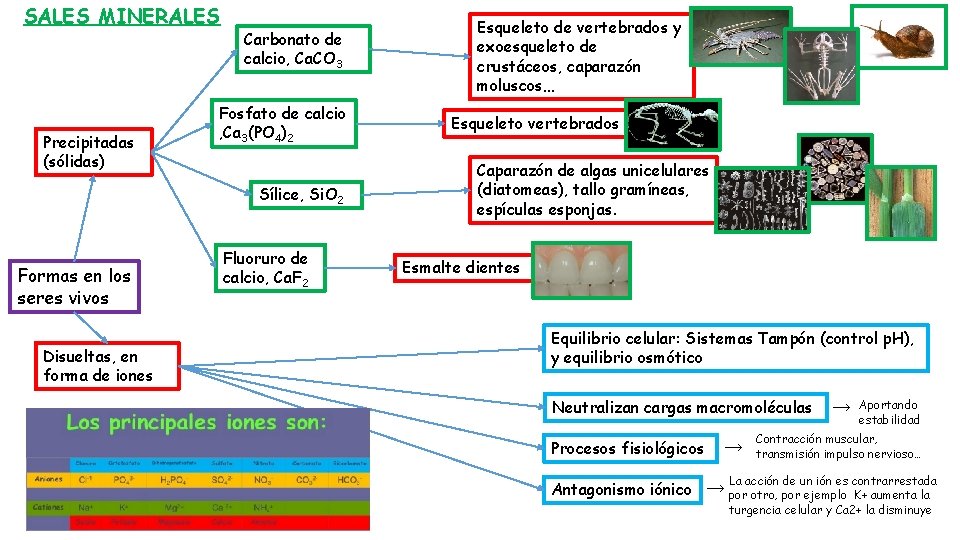 SALES MINERALES Precipitadas (sólidas) Carbonato de calcio, Ca. CO 3 Fosfato de calcio ,