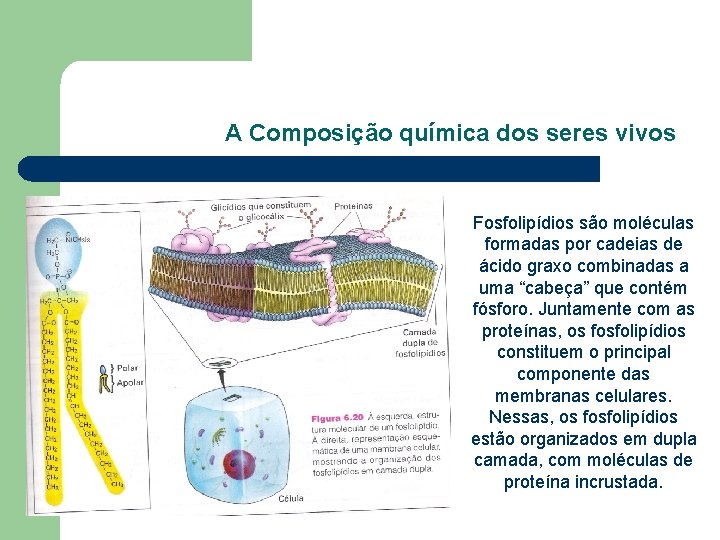 A Composição química dos seres vivos Fosfolipídios são moléculas formadas por cadeias de ácido A Composição química dos seres vivos Fosfolipídios são moléculas formadas por cadeias de ácido