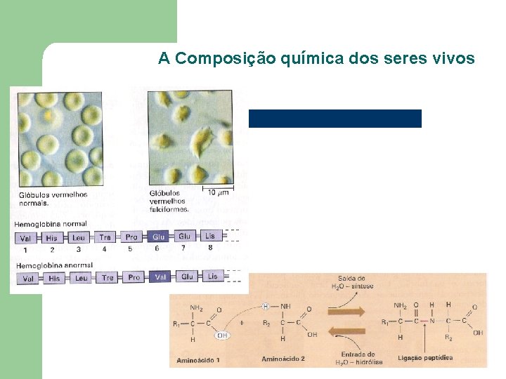 A Composição química dos seres vivos A Composição química dos seres vivos