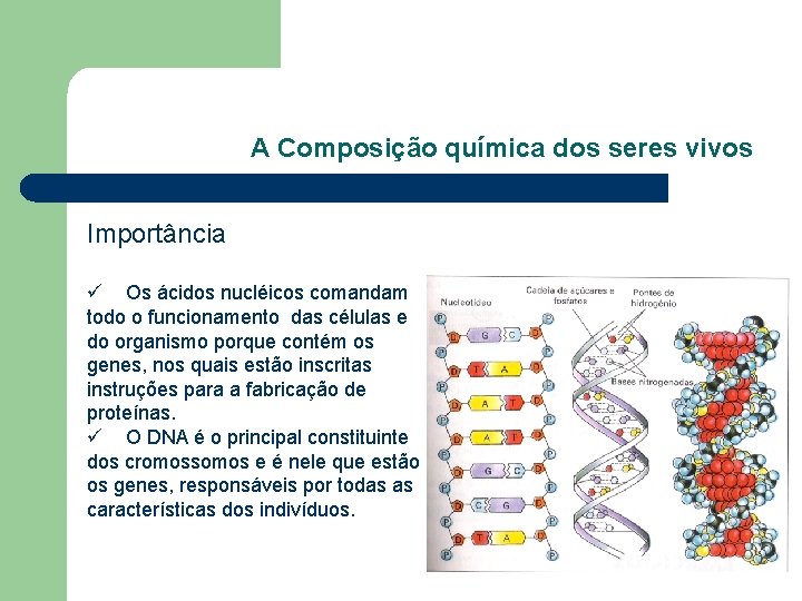 A Composição química dos seres vivos Importância ü Os ácidos nucléicos comandam todo o A Composição química dos seres vivos Importância ü Os ácidos nucléicos comandam todo o