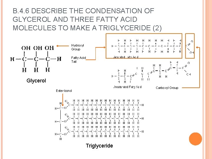 B. 4. 6 DESCRIBE THE CONDENSATION OF GLYCEROL AND THREE FATTY ACID MOLECULES TO