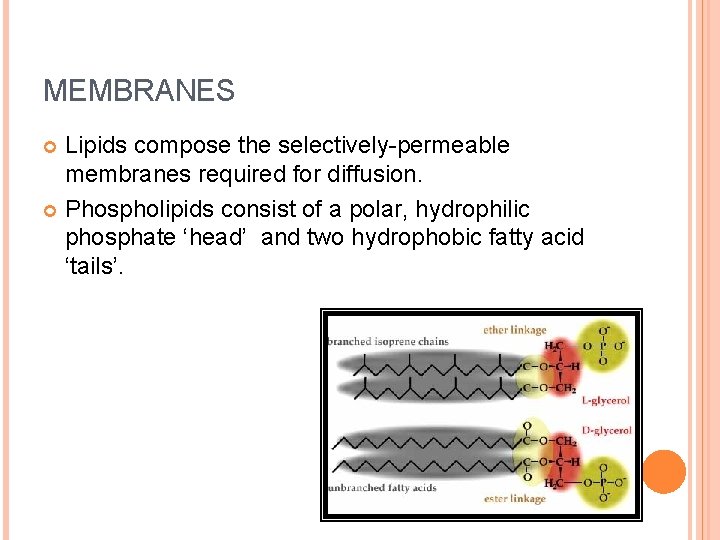 MEMBRANES Lipids compose the selectively-permeable membranes required for diffusion. Phospholipids consist of a polar,