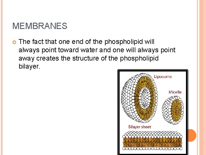 MEMBRANES The fact that one end of the phospholipid will always point toward water