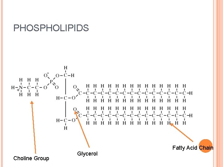 PHOSPHOLIPIDS Choline Group Glycerol Fatty Acid Chain 