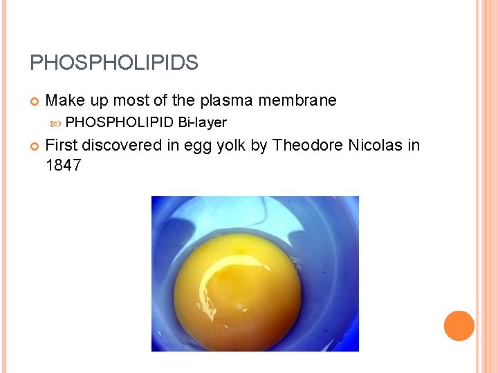 PHOSPHOLIPIDS Make up most of the plasma membrane PHOSPHOLIPID Bi-layer First discovered in egg