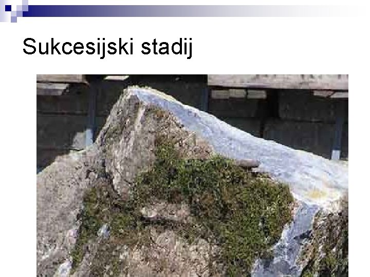 Sukcesijski stadij 