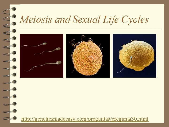 Meiosis and Sexual Life Cycles http: //geneticsmadeeasy. com/preguntas/pregunta 30. html 