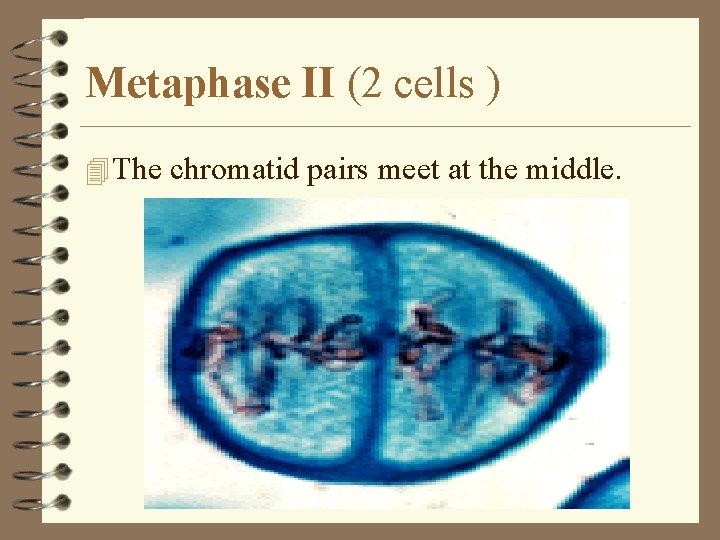 Metaphase II (2 cells ) 4 The chromatid pairs meet at the middle. 