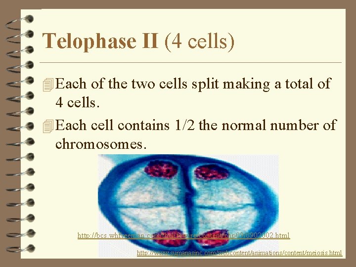 Telophase II (4 cells) 4 Each of the two cells split making a total