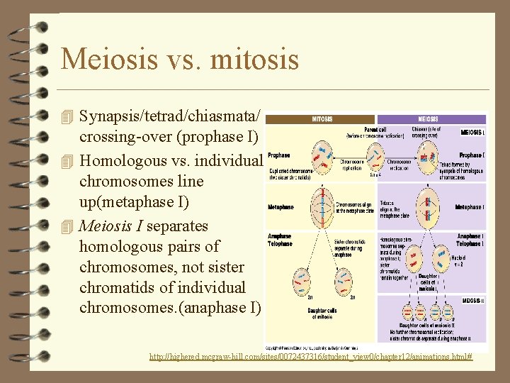 Meiosis vs. mitosis 4 Synapsis/tetrad/chiasmata/ crossing-over (prophase I) 4 Homologous vs. individual chromosomes line