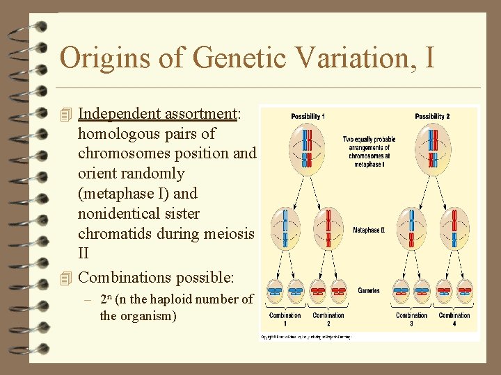 Origins of Genetic Variation, I 4 Independent assortment: homologous pairs of chromosomes position and