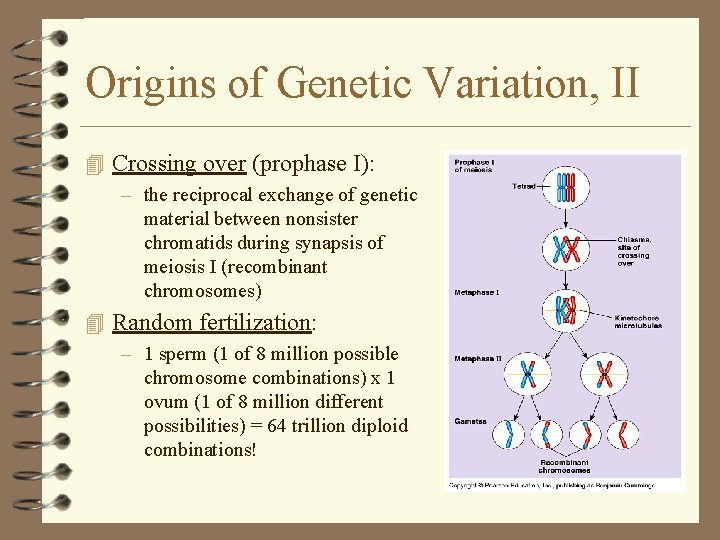 Origins of Genetic Variation, II 4 Crossing over (prophase I): – the reciprocal exchange