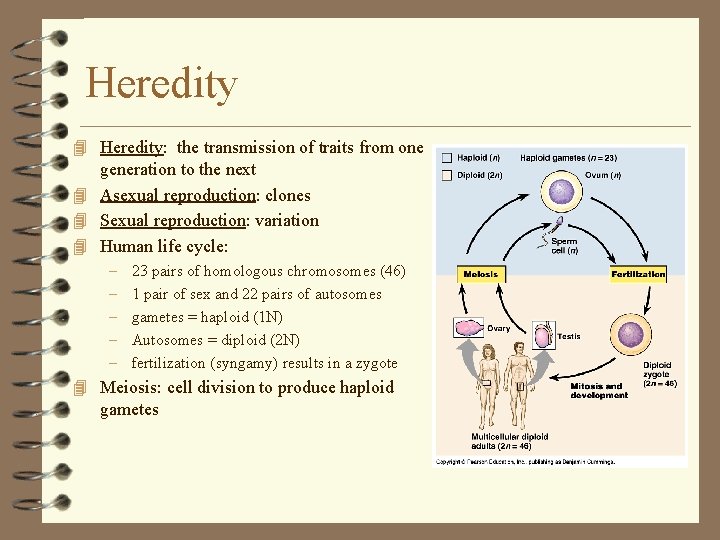 Heredity 4 Heredity: the transmission of traits from one generation to the next 4