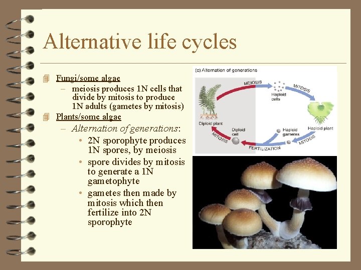 Alternative life cycles 4 Fungi/some algae – meiosis produces 1 N cells that divide