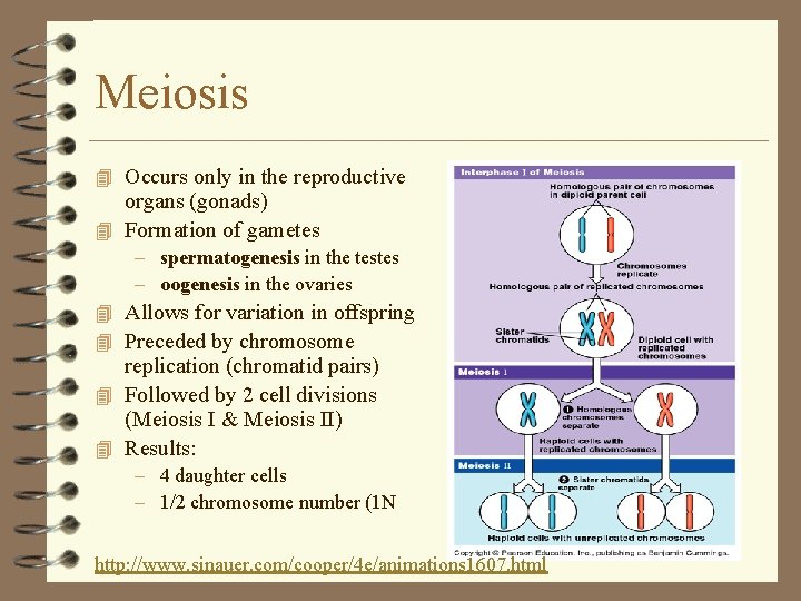 Meiosis 4 Occurs only in the reproductive organs (gonads) 4 Formation of gametes –