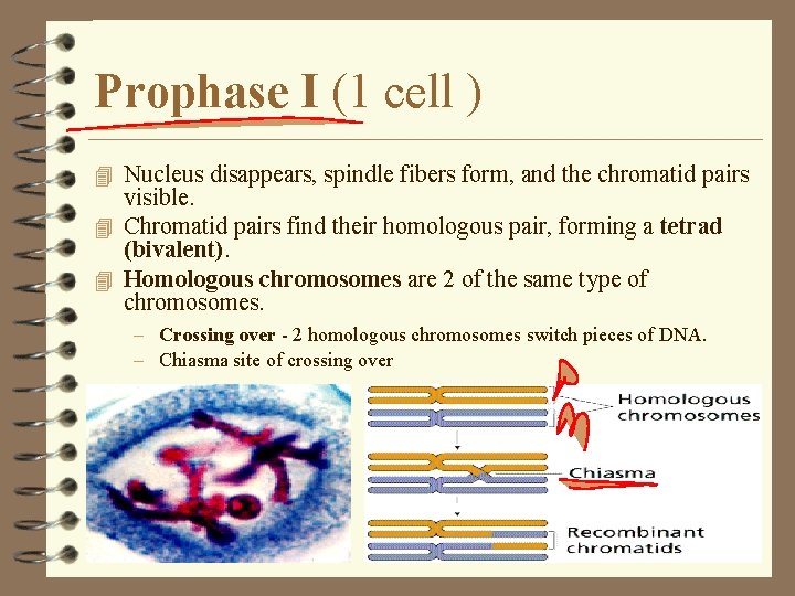 Prophase I (1 cell ) 4 Nucleus disappears, spindle fibers form, and the chromatid