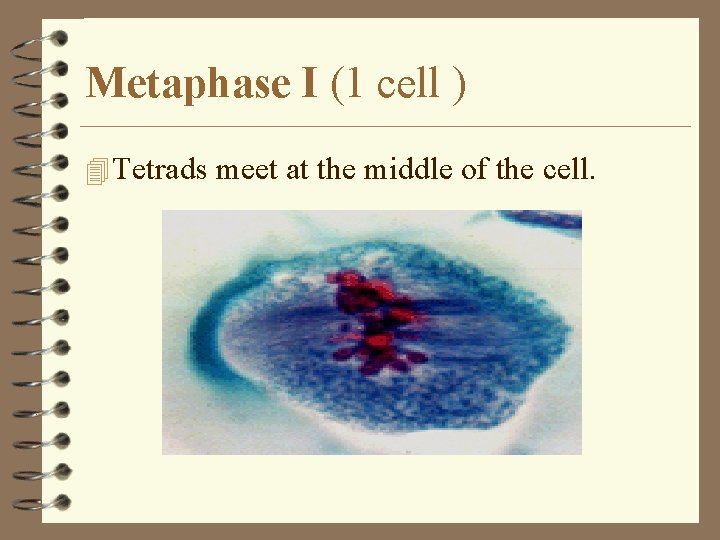 Metaphase I (1 cell ) 4 Tetrads meet at the middle of the cell.