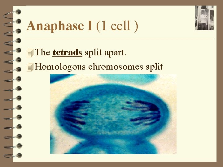 Anaphase I (1 cell ) 4 The tetrads split apart. 4 Homologous chromosomes split