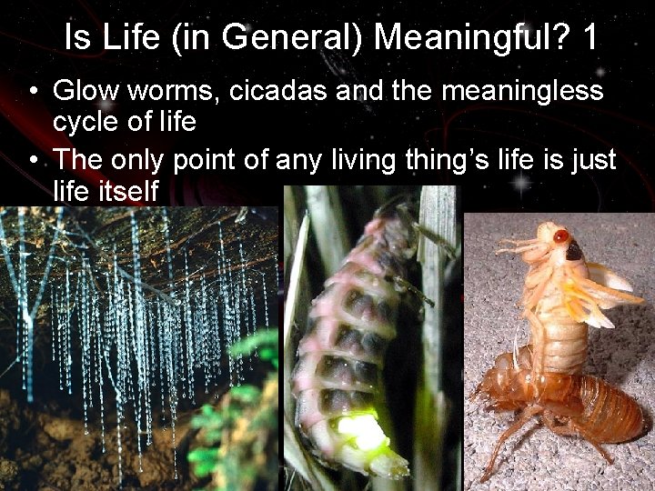 Is Life (in General) Meaningful? 1 • Glow worms, cicadas and the meaningless cycle