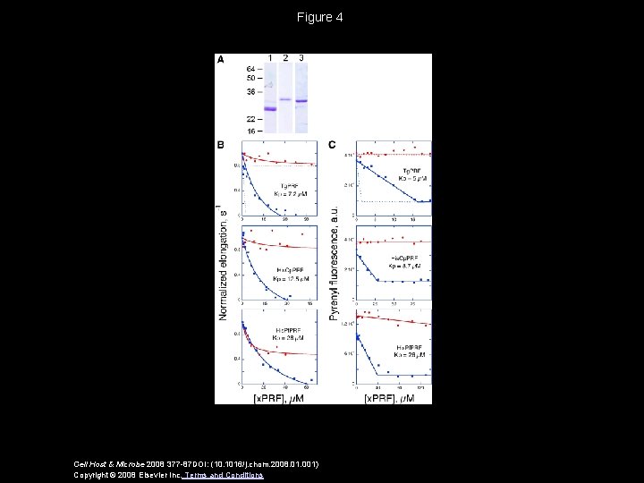 Figure 4 Cell Host & Microbe 2008 377 -87 DOI: (10. 1016/j. chom. 2008.