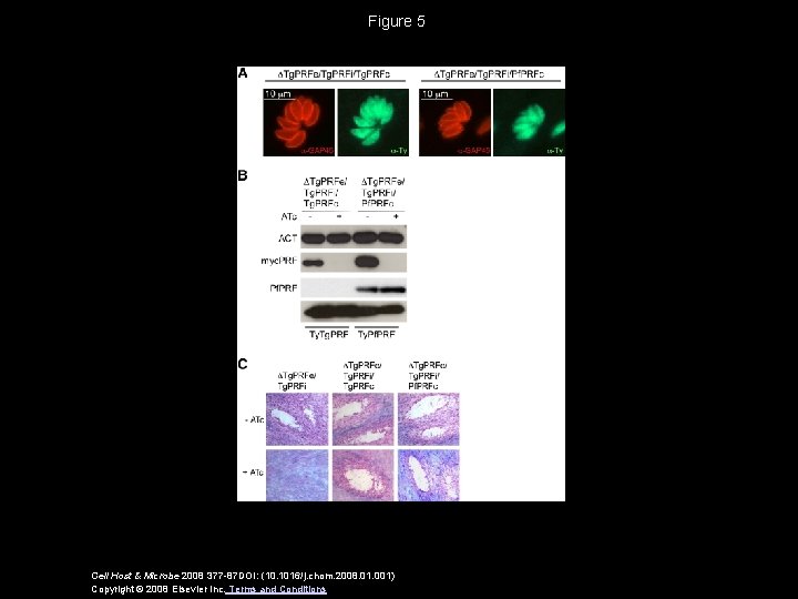 Figure 5 Cell Host & Microbe 2008 377 -87 DOI: (10. 1016/j. chom. 2008.