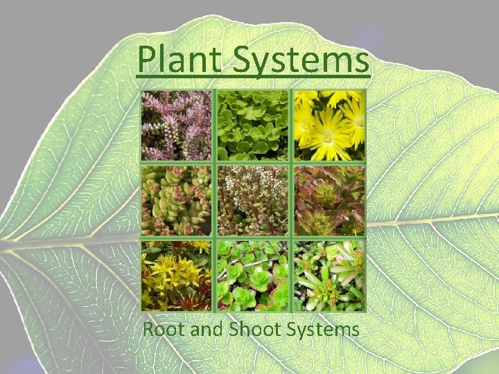 Plant Systems Root and Shoot Systems 