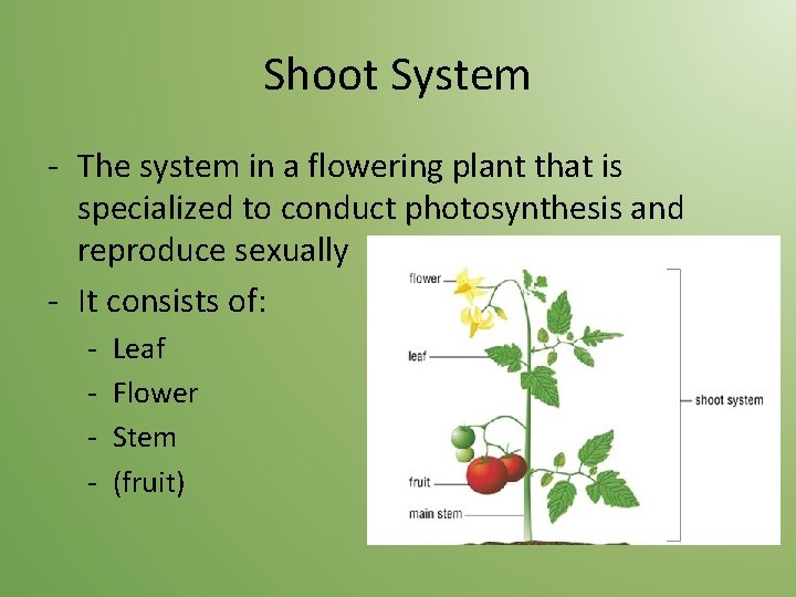 Shoot System - The system in a flowering plant that is specialized to conduct