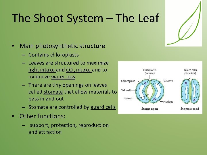 The Shoot System – The Leaf • Main photosynthetic structure – Contains chloroplasts –