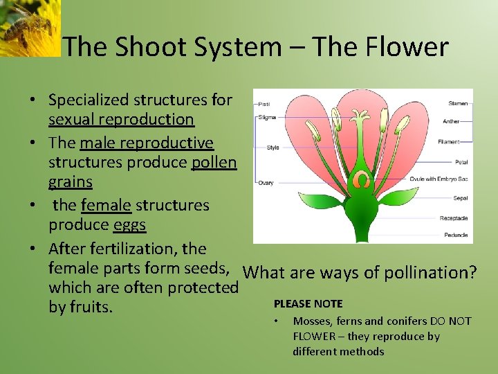 The Shoot System – The Flower • Specialized structures for sexual reproduction • The