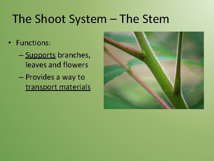 The Shoot System – The Stem • Functions: – Supports branches, leaves and flowers