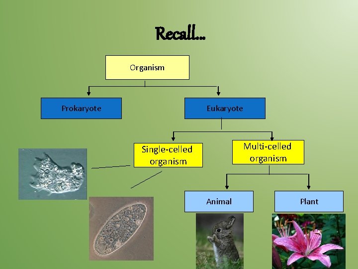 Recall… Organism Prokaryote Eukaryote Multi-celled organism Single-celled organism Animal Plant 
