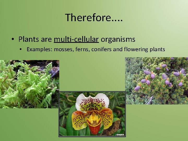 Therefore. . • Plants are multi-cellular organisms • Examples: mosses, ferns, conifers and flowering