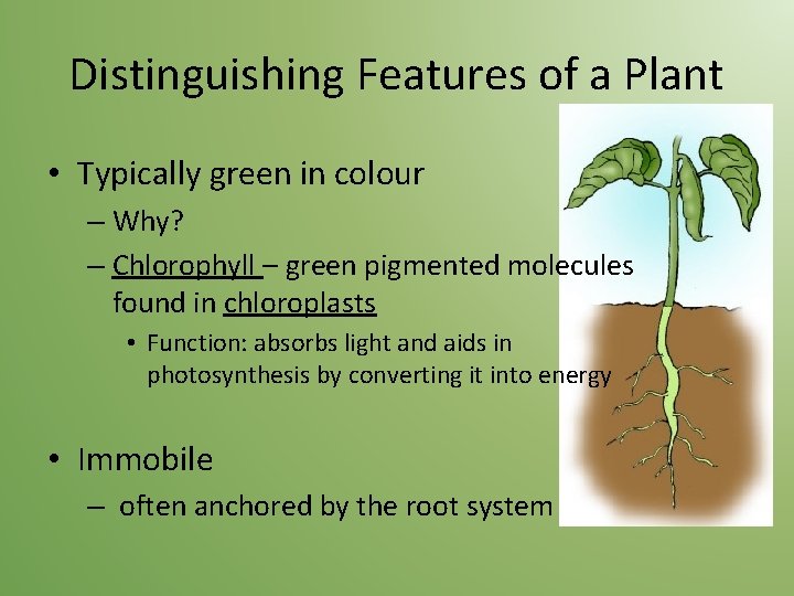 Distinguishing Features of a Plant • Typically green in colour – Why? – Chlorophyll
